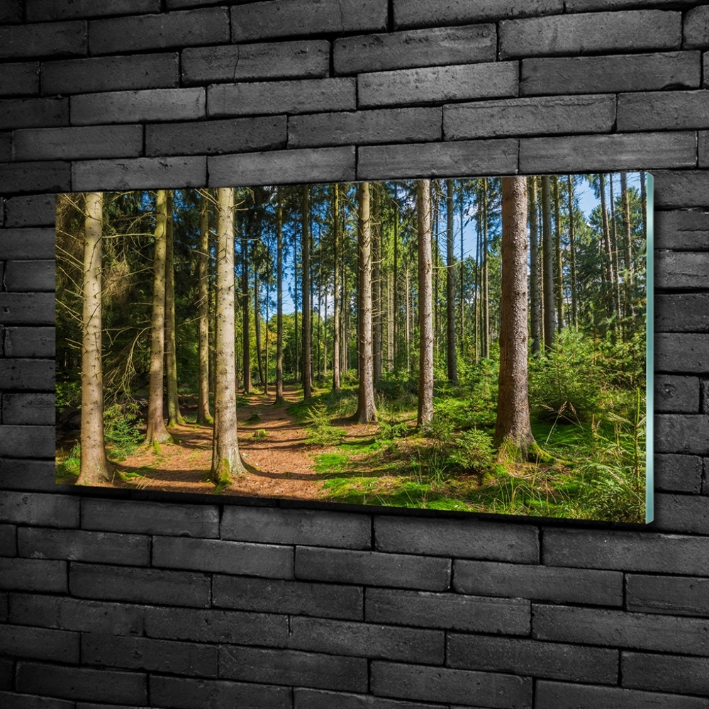 Foto obraz szkło hartowane Panorama lasu