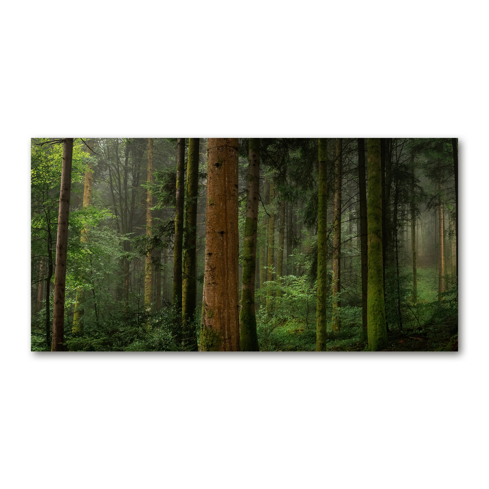 Foto obraz szkło hartowane Mgła w lesie