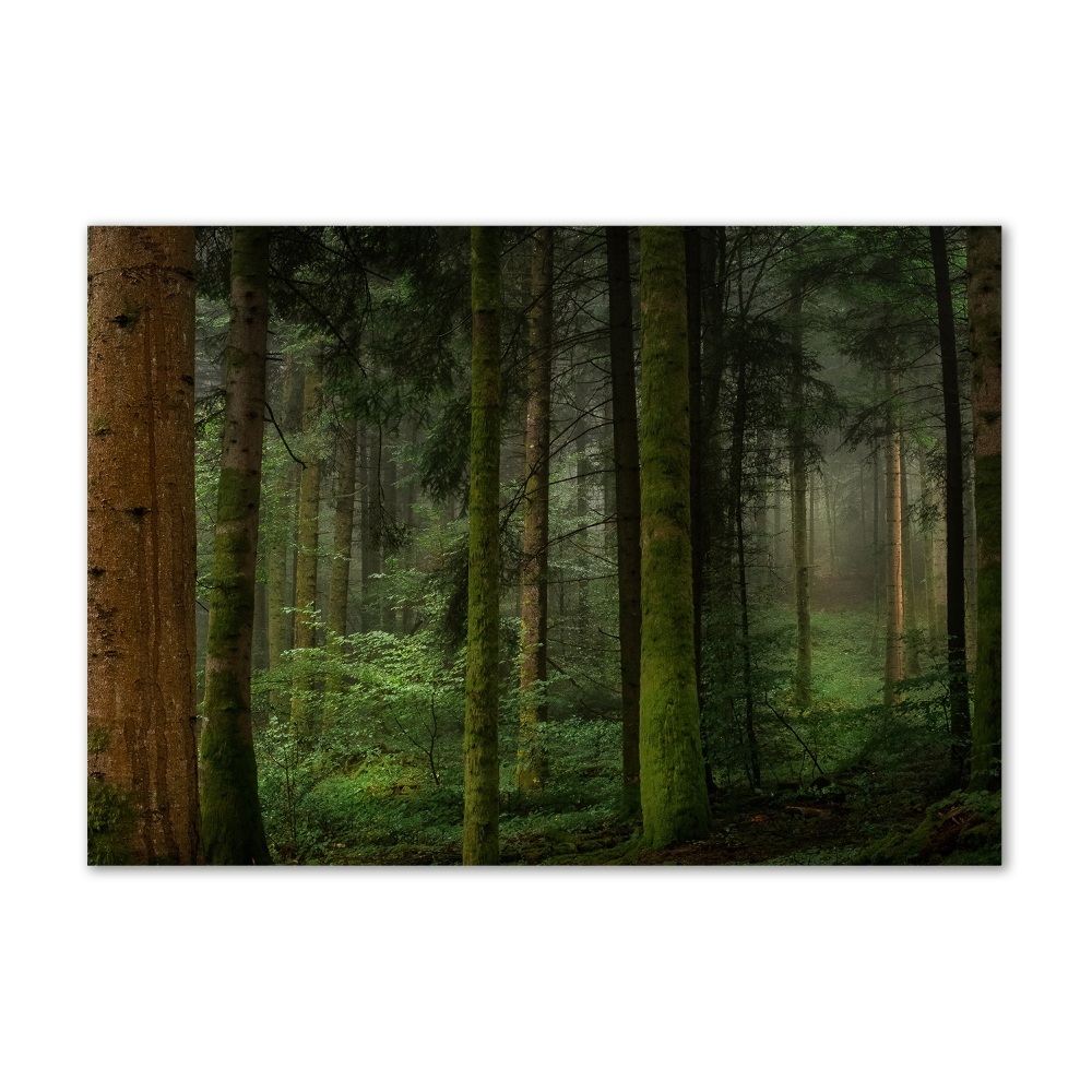 Foto obraz szkło hartowane Mgła w lesie