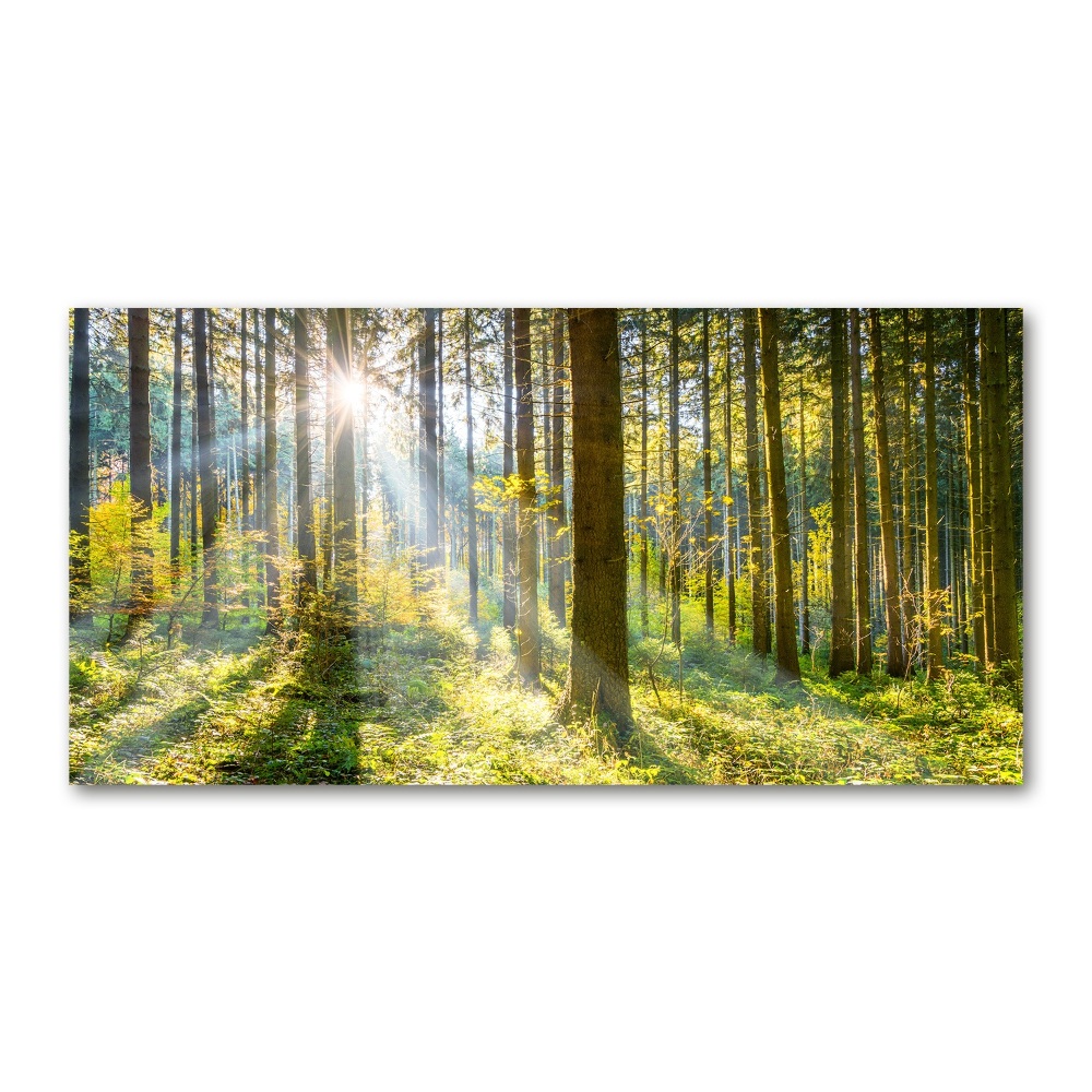Foto obraz szkło hartowane Las w słońcu