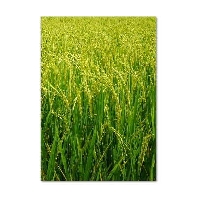 Foto obraz zdjęcie na szkle pionowy Plantacja ryżu