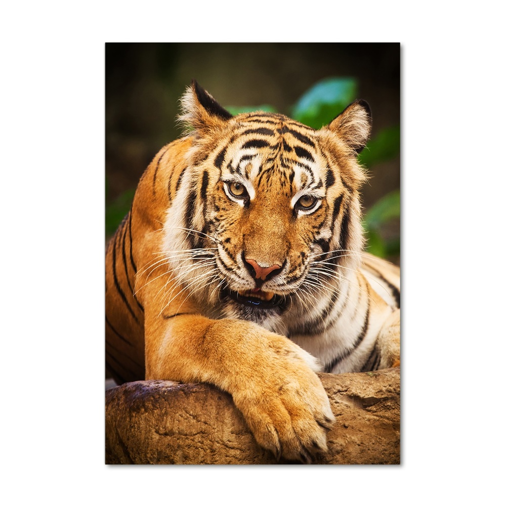 Foto obraz szklany pionowy Tygrys bengalski