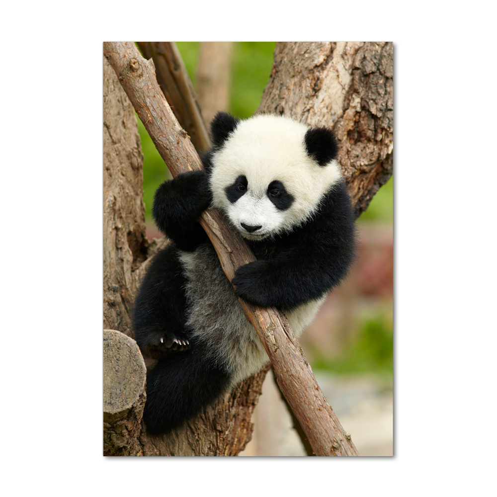Foto obraz szklany pionowy Panda na drzewie