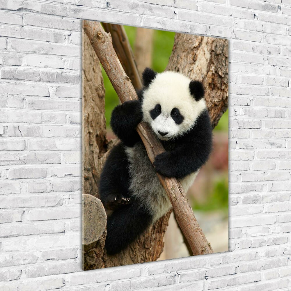 Foto obraz szklany pionowy Panda na drzewie