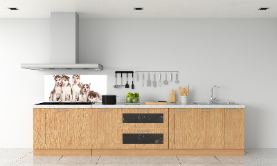 Panel do kuchni Szczeniaki Husky