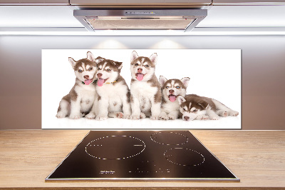 Panel do kuchni Szczeniaki Husky