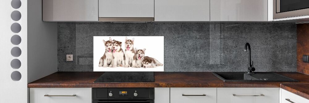 Panel do kuchni Szczeniaki Husky