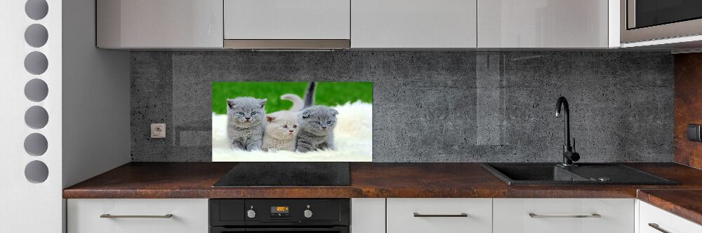 Panel do kuchni Trzy koty na kocu
