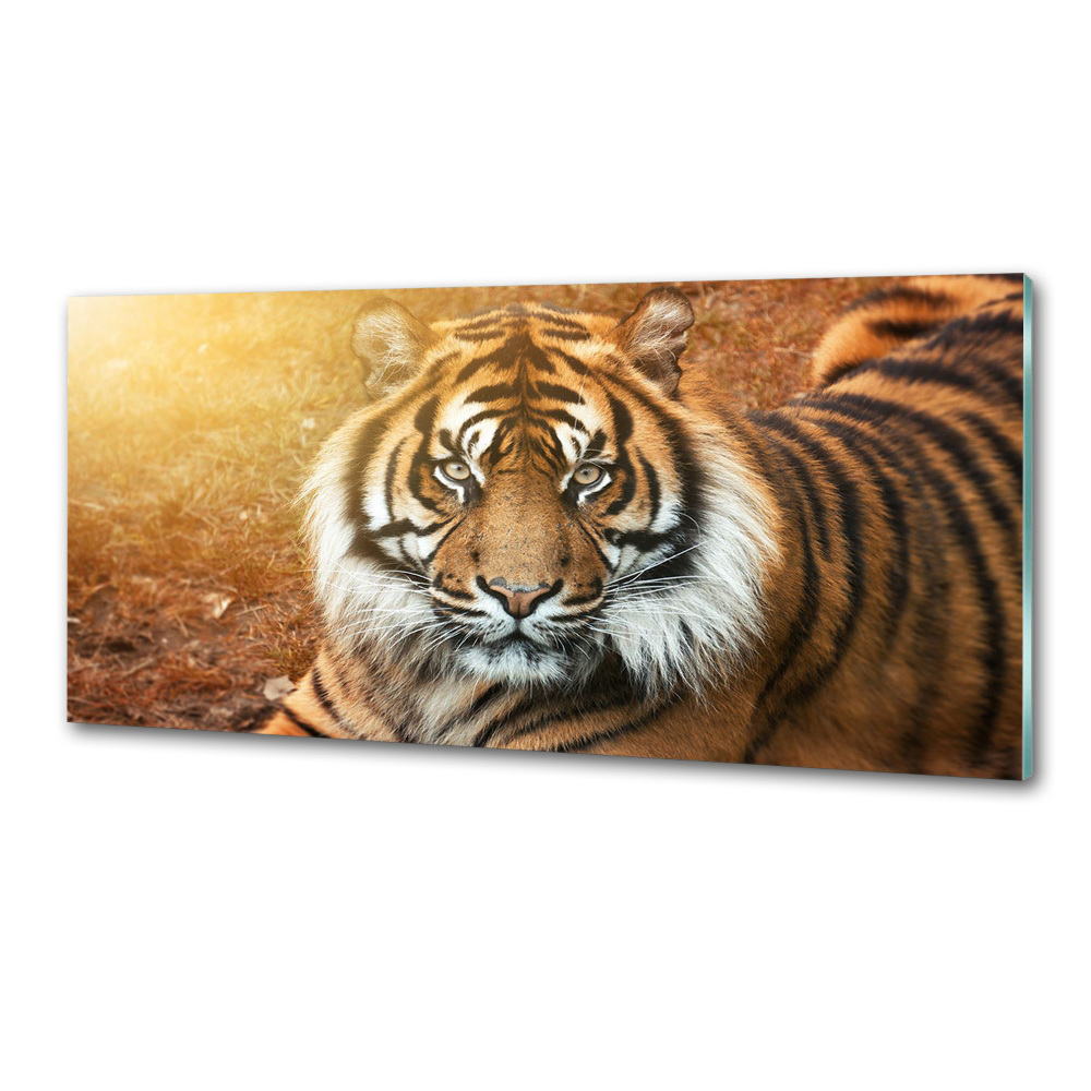 Panel do kuchni Tygrys bengalski