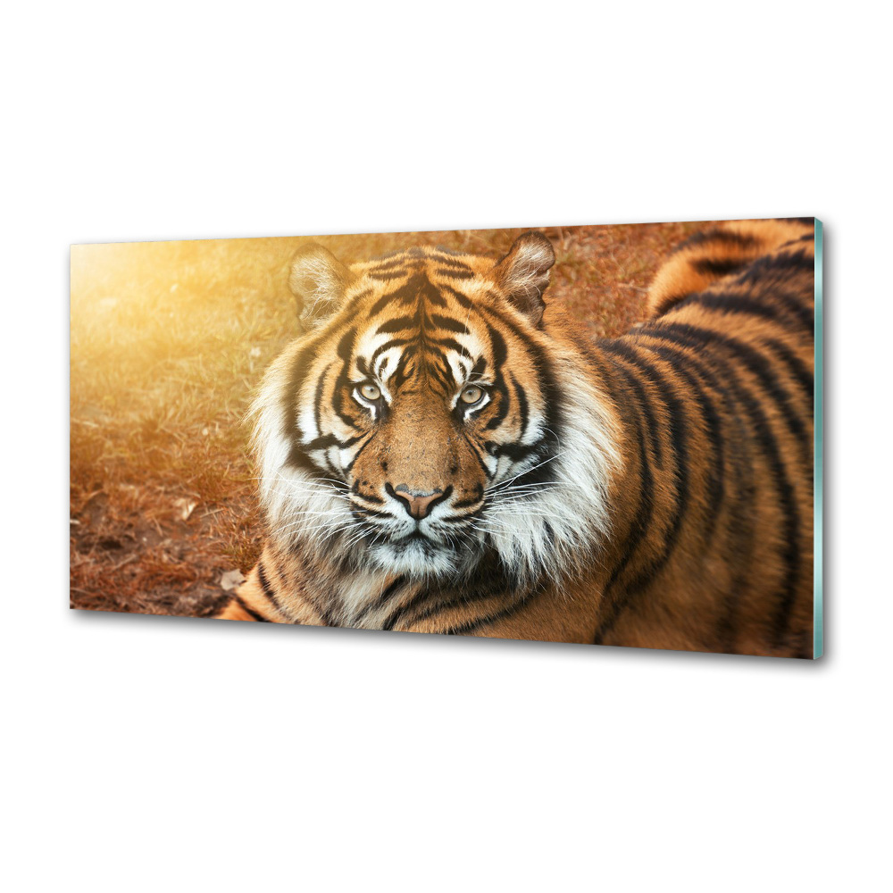 Panel do kuchni Tygrys bengalski
