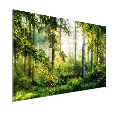 Panel do kuchni Poranne słońce las