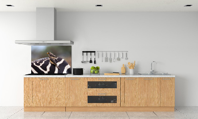 Panel do kuchni Ptaki i zebra