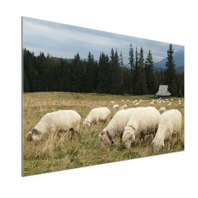 Panel do kuchni Pasące się owce