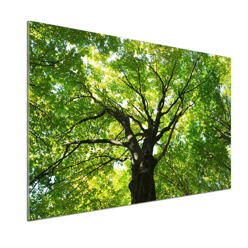 Panel dekor szkło Zielony las